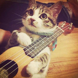 狗和人性胶能行吗
